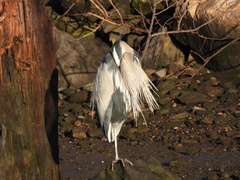 Ardea herodias