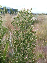 Erigeron floribundus