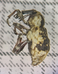 Grypus equiseti