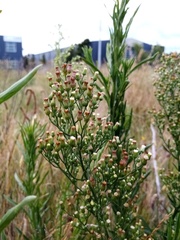 Erigeron floribundus