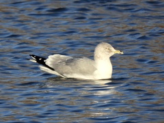 Larus delawarensis