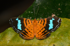 Argyrogrammana praestigiosa