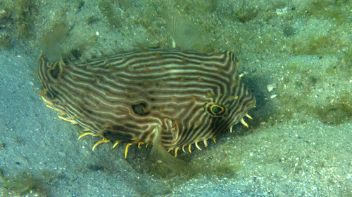 Striped Burrfish