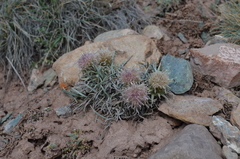 Saussurea leucophylla
