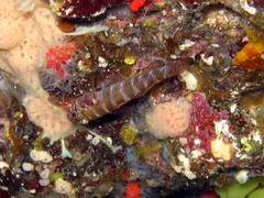 Gammogobius steinitzi