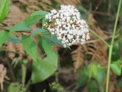 Ageratina ligustrina