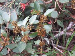 Smilax subpubescens