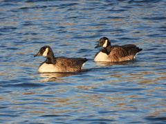 Branta canadensis
