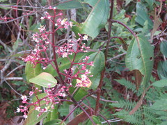 Miconia mexicana