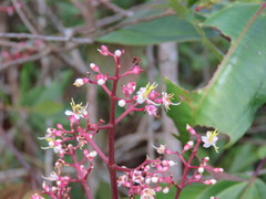 Miconia mexicana