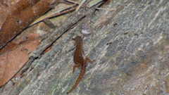 Sphaerodactylidae