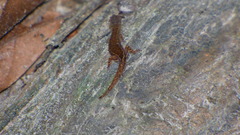 Sphaerodactylidae
