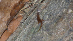 Sphaerodactylidae