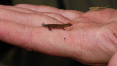 Sphaerodactylidae