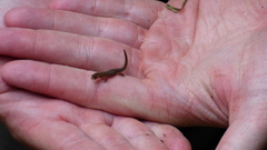 Sphaerodactylidae