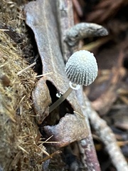 Coprinopsis ephemeroides