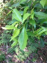 Polyosma cunninghamii