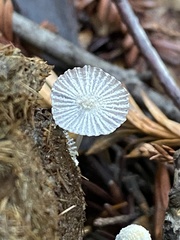 Coprinopsis ephemeroides