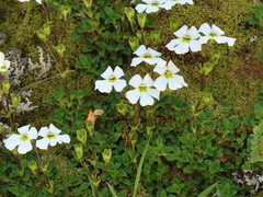Ourisia