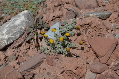 Ajania scharnhorstii