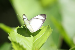 Itaballia demophile centralis