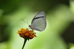 Itaballia demophile centralis