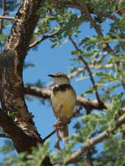 Prinia flavicans