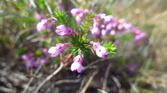 Erica cubica