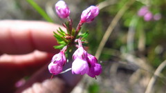 Erica cubica