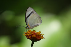 Itaballia demophile centralis