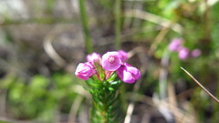 Erica cubica