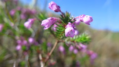 Erica cubica