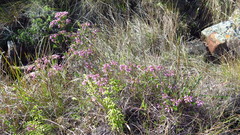 Erica cubica