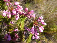 Erica cubica