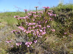 Erica cubica