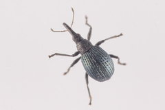 Cyanapion spencii
