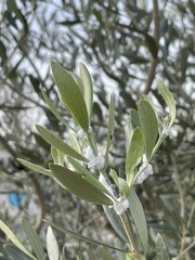 Euphyllura olivina