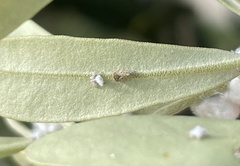 Euphyllura olivina