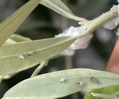Euphyllura olivina