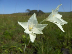 Gladiolus longicollis longicollis