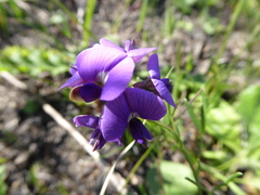 Lotononis bachmanniana