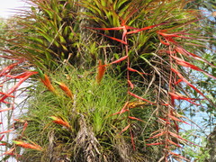 Tillandsia standleyi