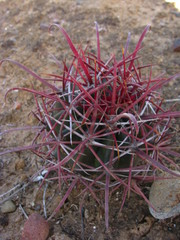 Ferocactus gracilis