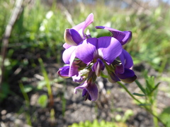 Lotononis bachmanniana