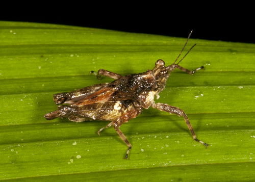 Scabrotettix biolleyi image