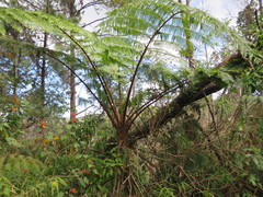 Sphaeropteris horrida