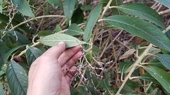Lepidaploa polypleura