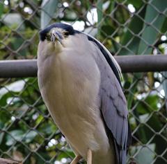 Nycticorax