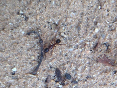 Camponotus thoracicus