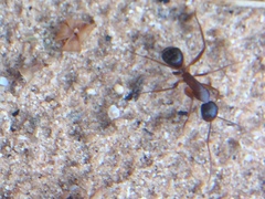 Camponotus thoracicus